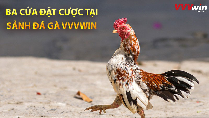 Ba cửa đặt cược tại sảnh đá gà Vvvwin