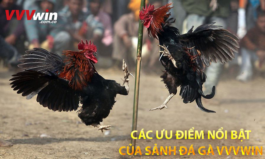 Các ưu điểm nổi bật của sảnh đá gà Vvvwin